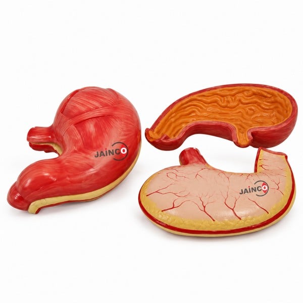 Stomach Model